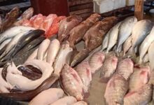 75-جنيها-للبلطي.-أسعار-السمك-اليوم-السبت-في-سوق-العبور