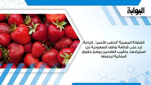 الفراولة-المصرية-“الذهب-الأحمر”-الزراعة-ترد-على-شائعة-توقف-السعودية-عن-استيرادها.-ونقيب-الفلاحين-يوضح-حقوق-الملكية-لبذورها